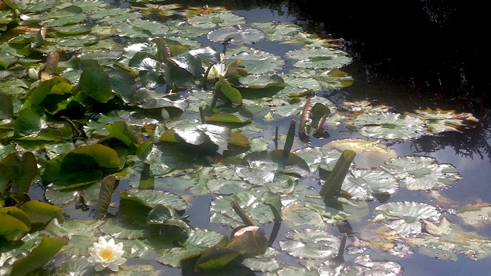 lily-pads-middle.jpg