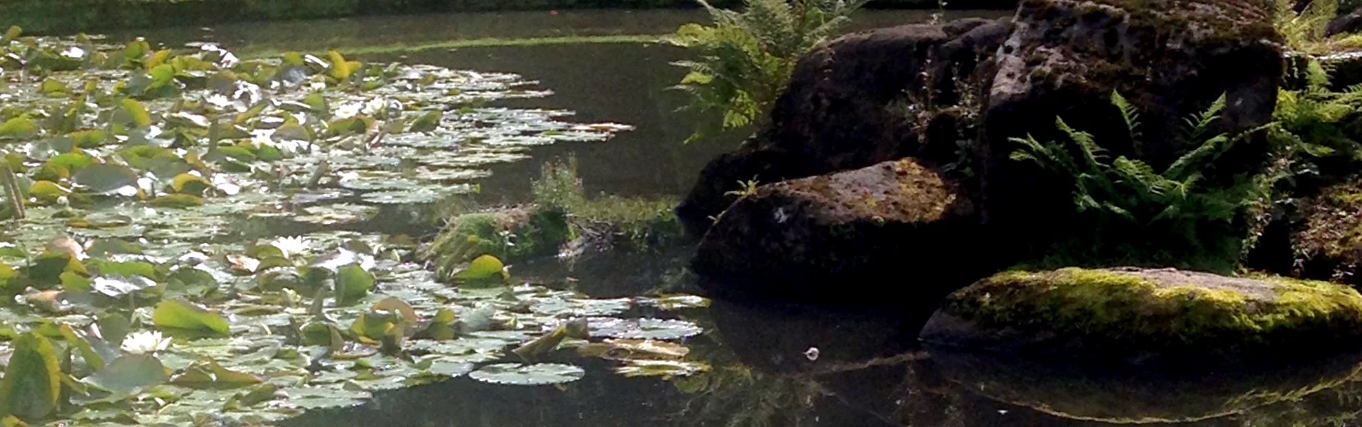 lily-pads-top.jpg