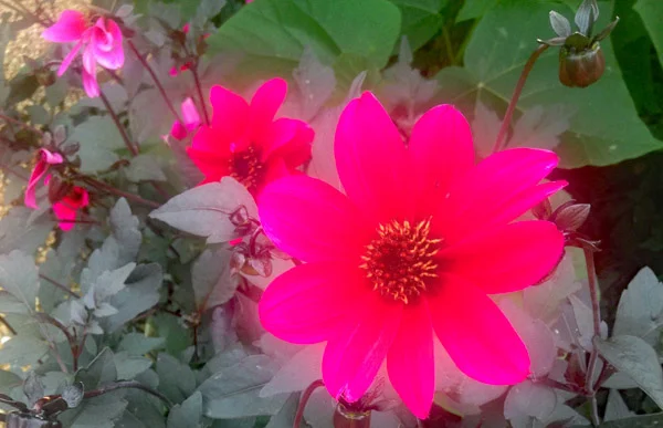 about-me-flowers-blog.jpg