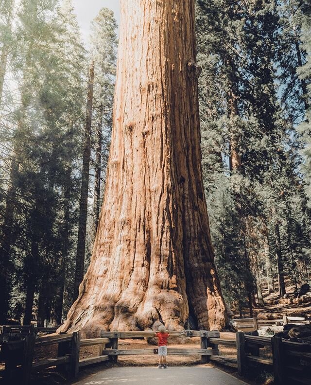 The WOW moments you experience away from a screen!  Where is somewhere you hope to visit in person this year? 🌲 🗺️ 🏔️ 🏜️ 🏝️ #BeThereNow #CruiseAmerica 
______________________
📸 @yoalexco
📍 Sequoia and Kings Canyon National Parks