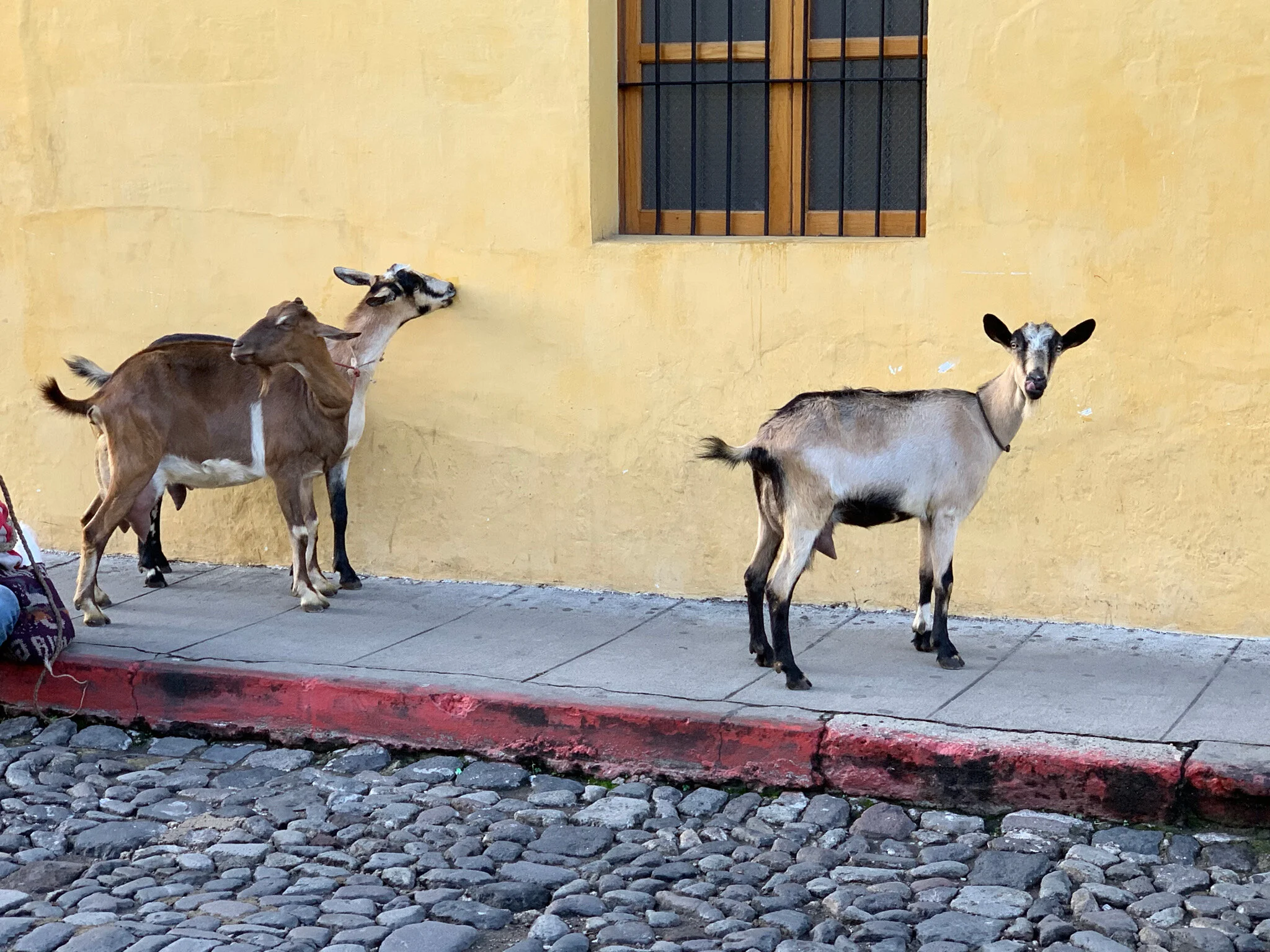 Antigua: Guatemala's Sustainable Tourism Capital