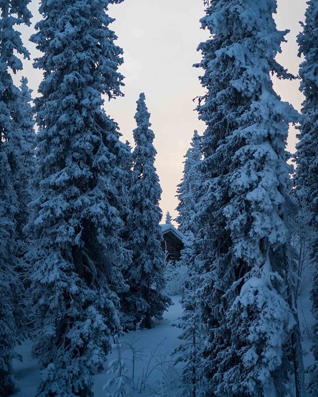 Lapland Morning

#kontikireisen @kontikireisen 
#reisenstattferien @globetrotter_schweiz 
#flyedelweiss 
#visitlapland @visitlapland 
#visitfinland @ourfinland 
#arcticluosto @visitluosto
#bodylpics