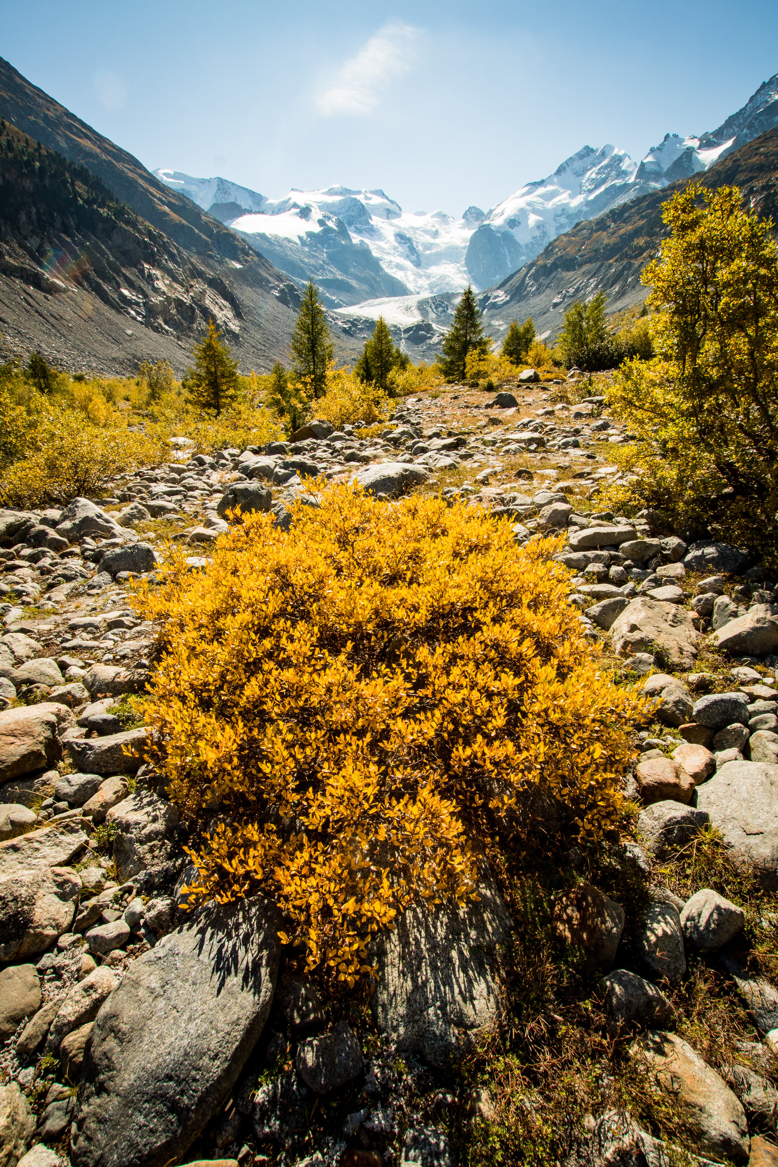 Herbst am Morteratsch