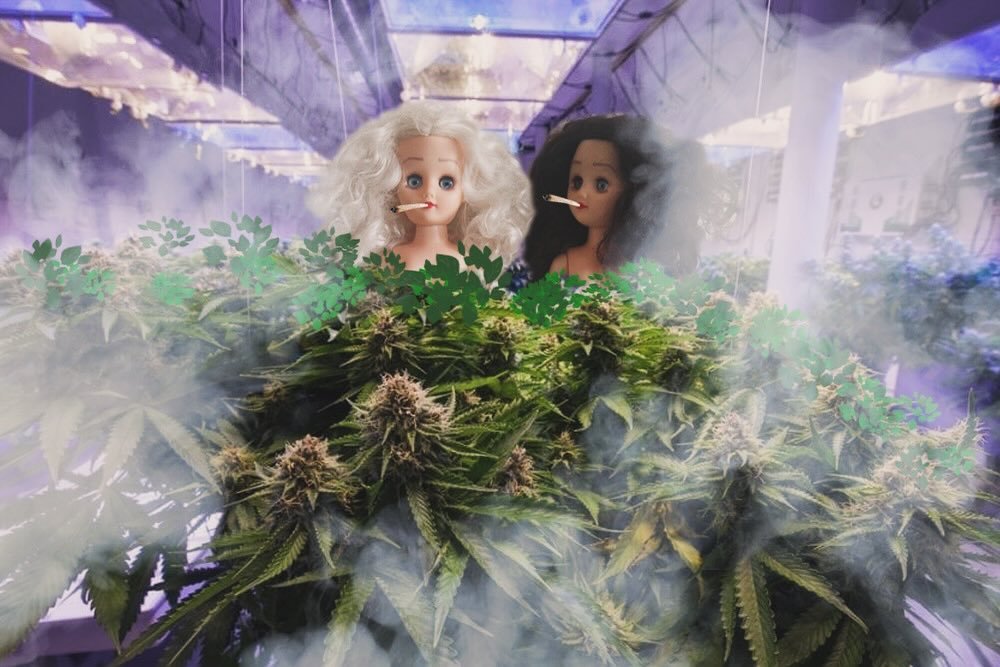 &ldquo;Hey man, happy 4/20 to you and yours.&rdquo; -Gingerjuana and Mary Paige

#paige #ginger #paigeandginger #adventures #naked #nude #nudistlife #dolls #dollstyle #dollstory #dollstories #dollstagram #dollsofinstagram #art #420 #weed #gethigh #st