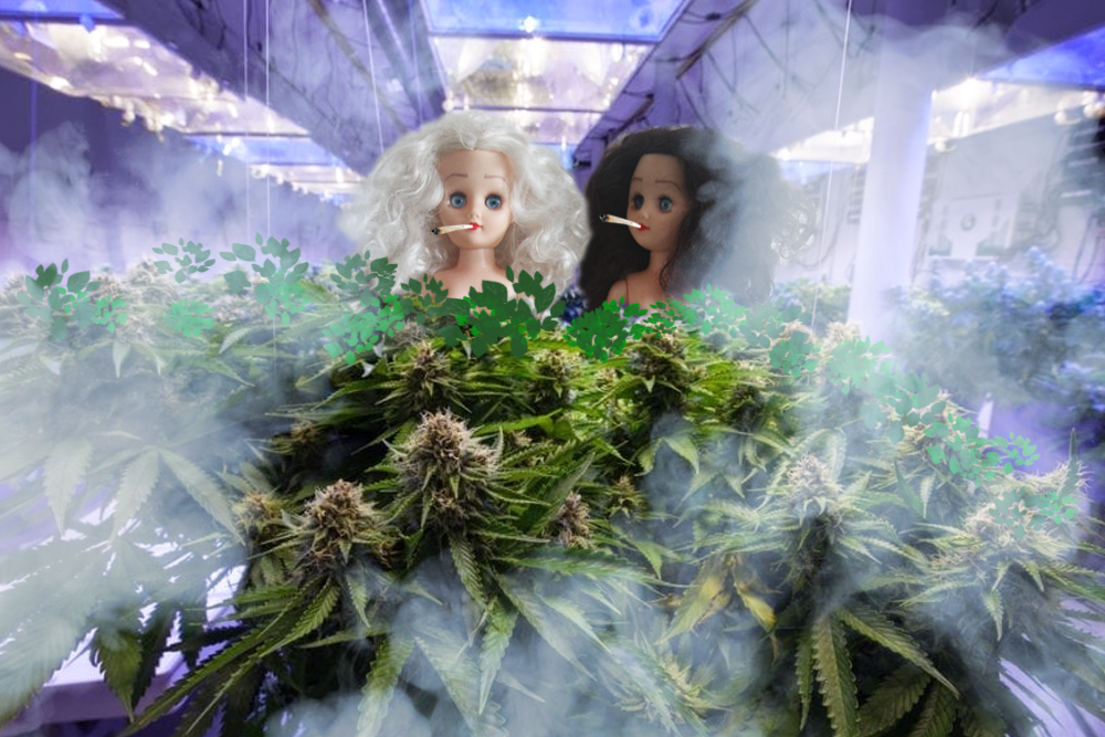 LO-420-weedhouse-2024.png