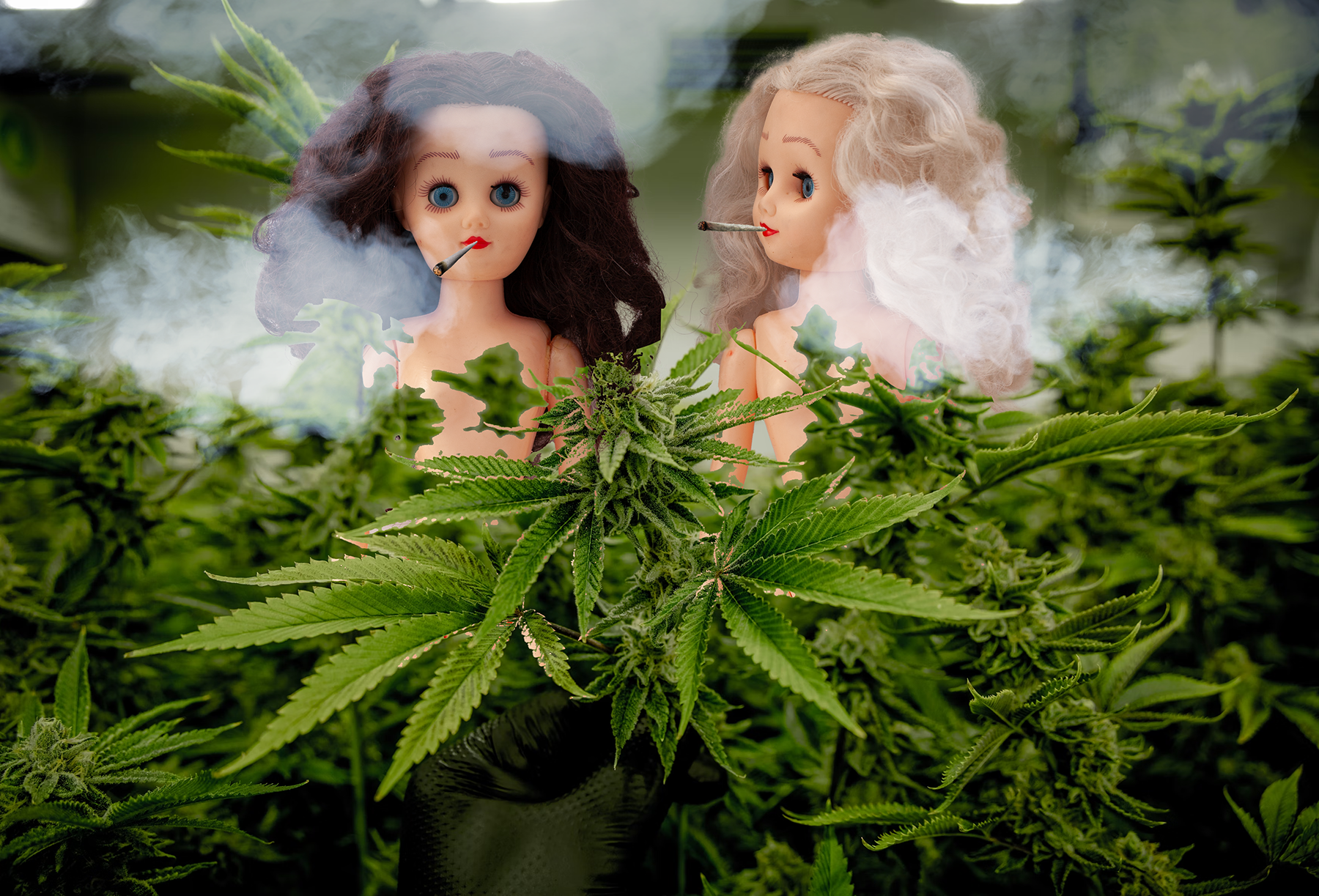 Paige and Ginger in a room with marijuana plants and smoking joints with lots of smoke around