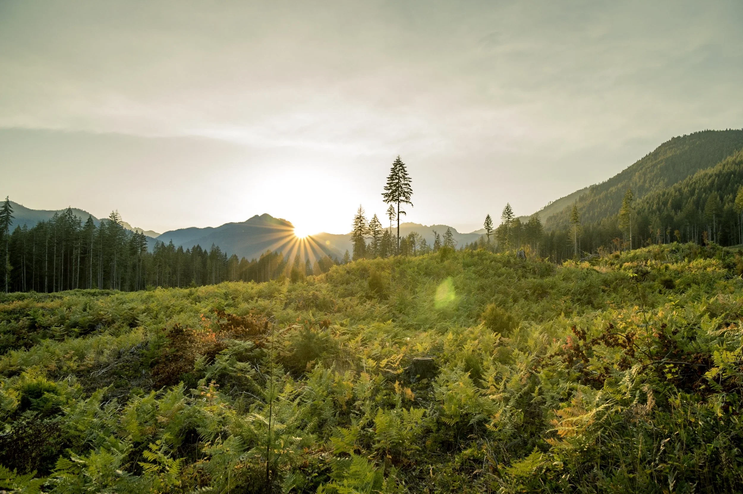 A Clearcut Sunset