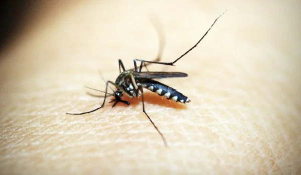 mosquito.jpeg