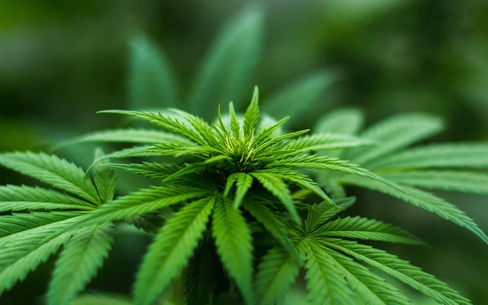Hemp.jpg