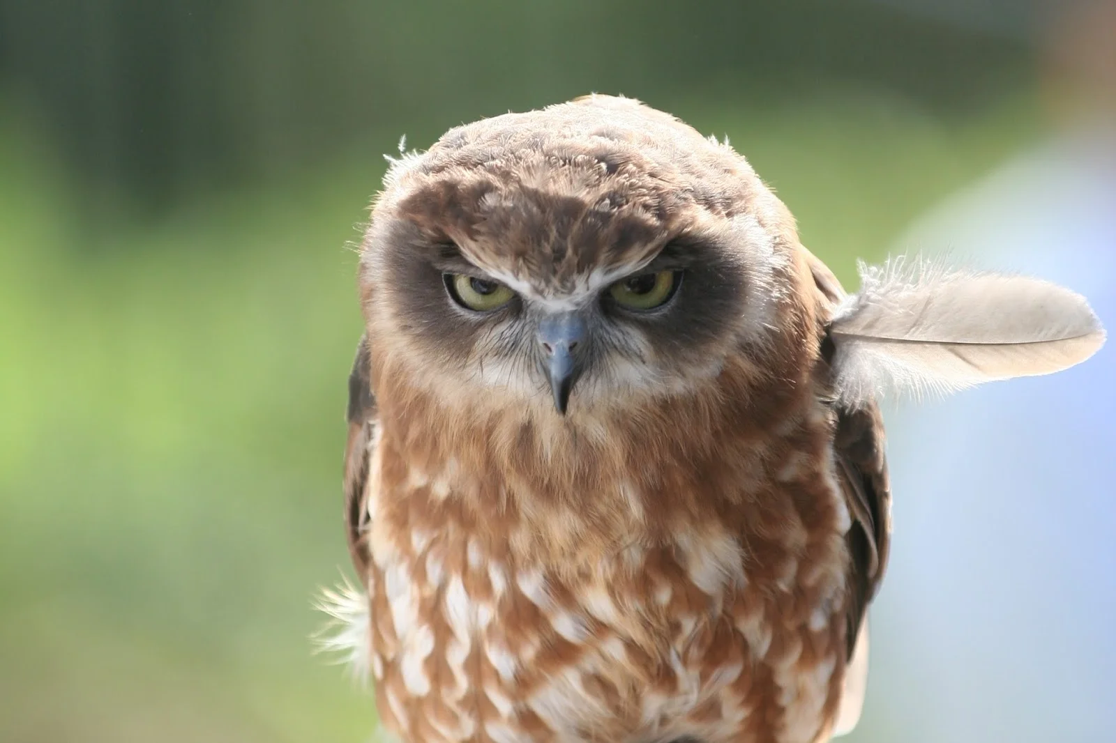 "That really ruffled my feather Rook. Take it back."