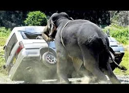 Here's a random picture of an elephant getting some exercise while a vehicle does yoga.