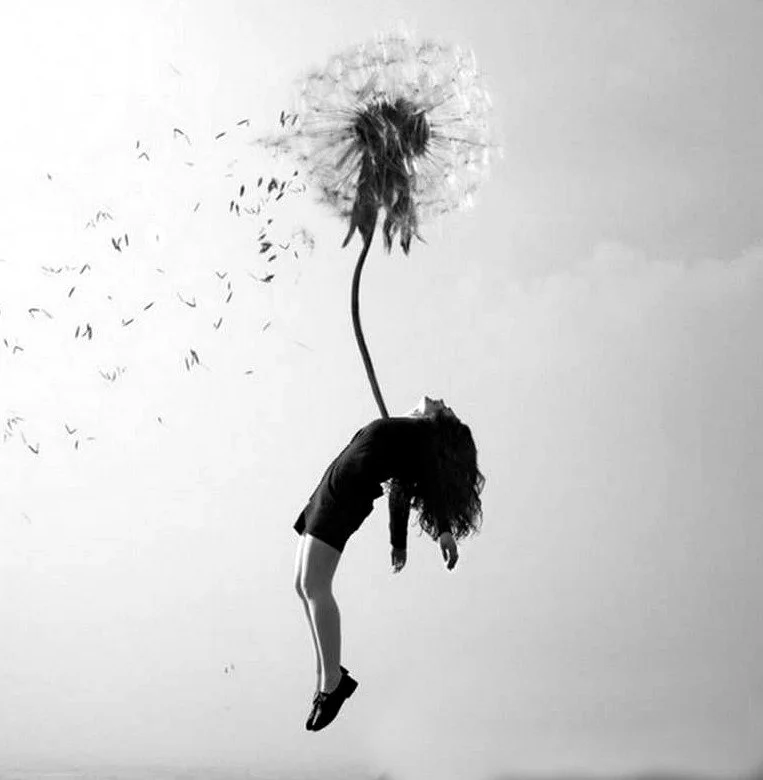 Dandelion