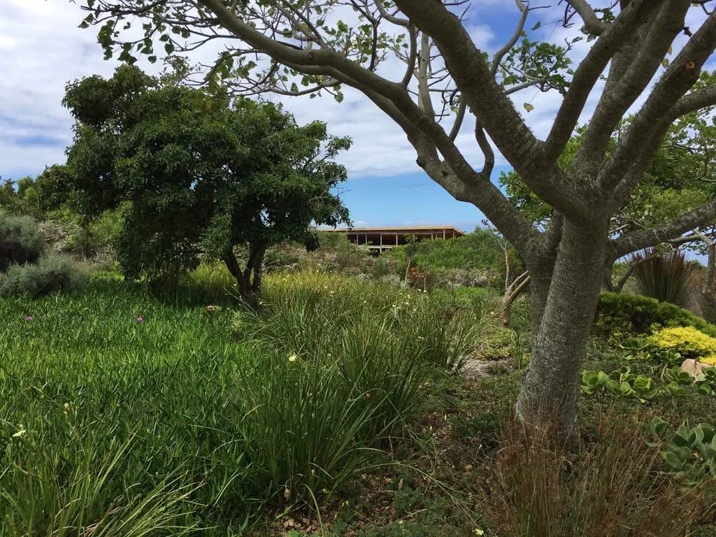  View through natural trees of the site from the North West 