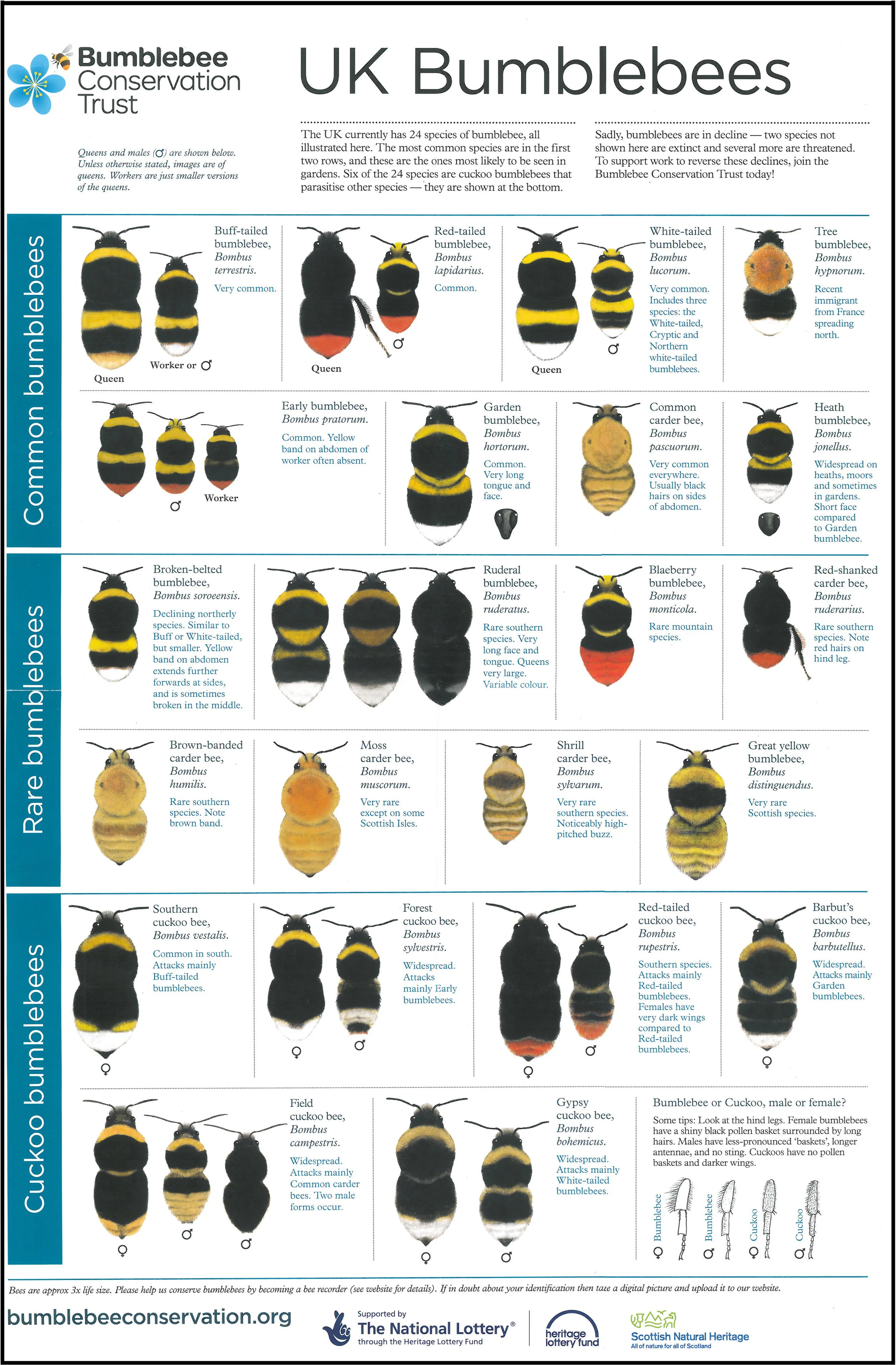 Bumblebee conservation trust.jpg