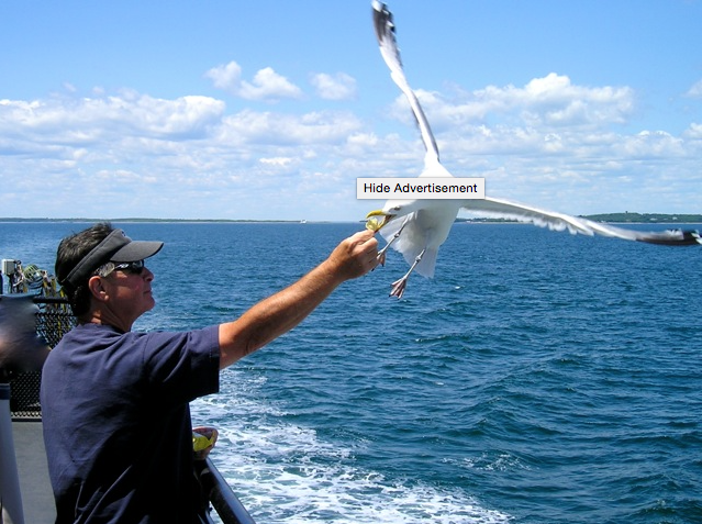 Nickw:seagull 2.png