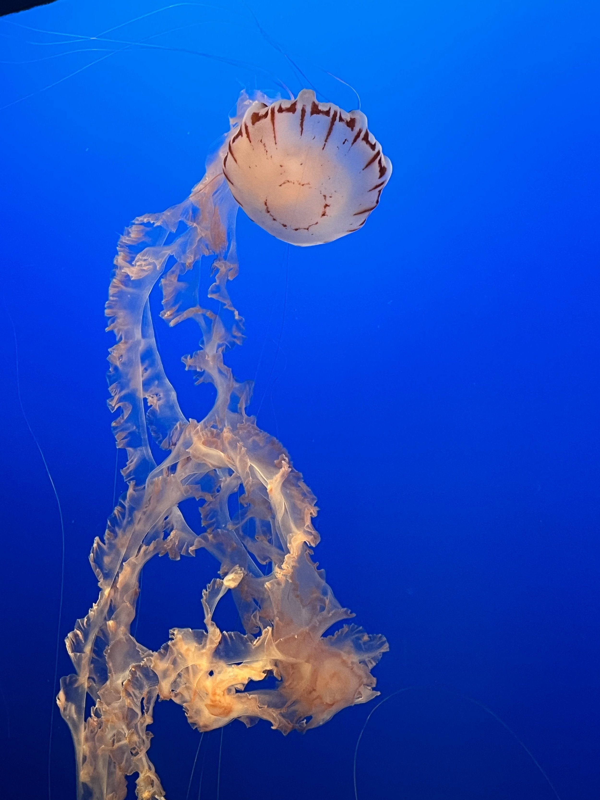 Monterey Bay Aquarium