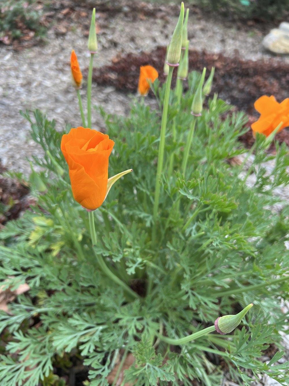 First California Poppies of the year