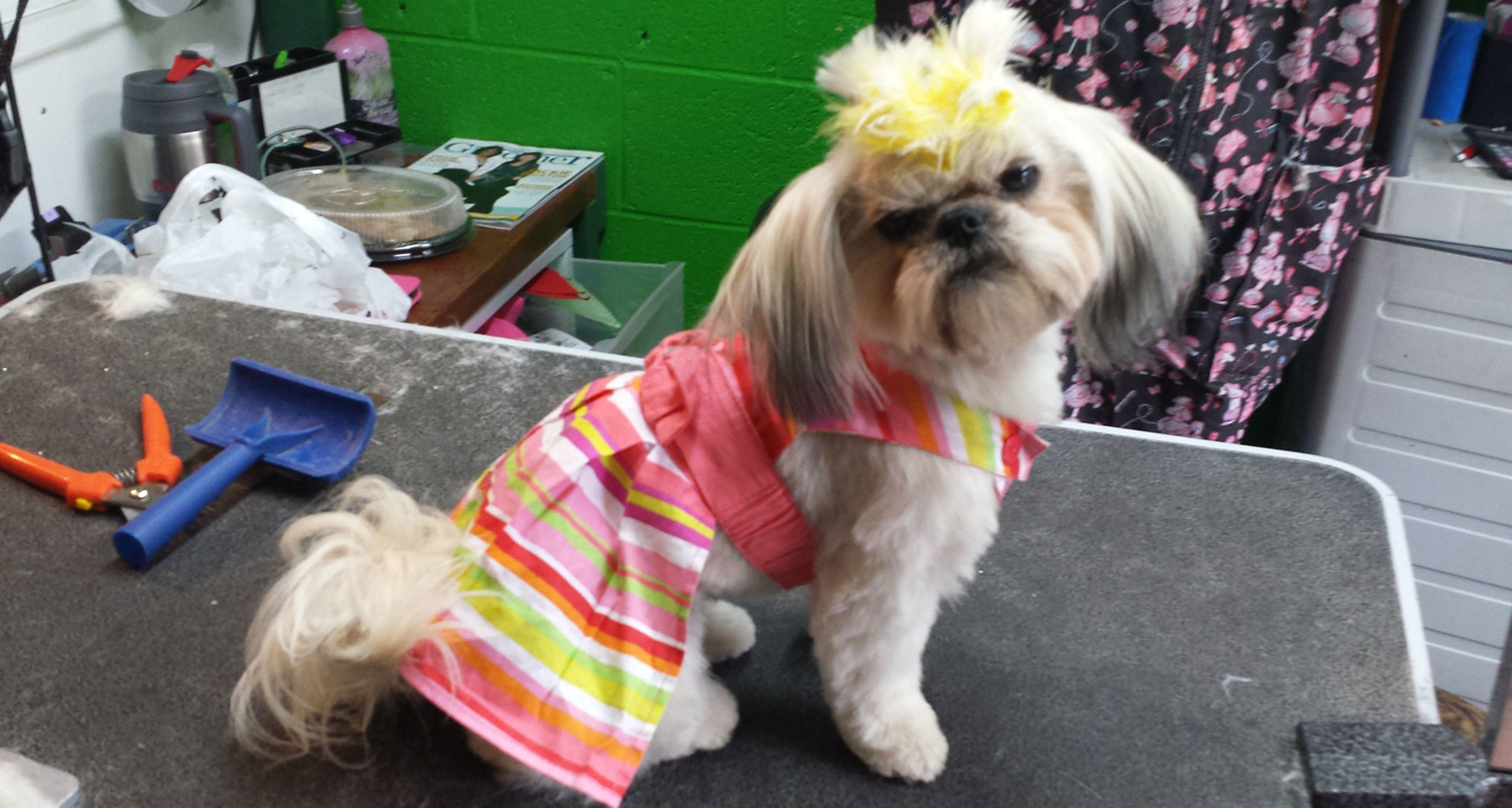 Pink-Lady-dog.jpg