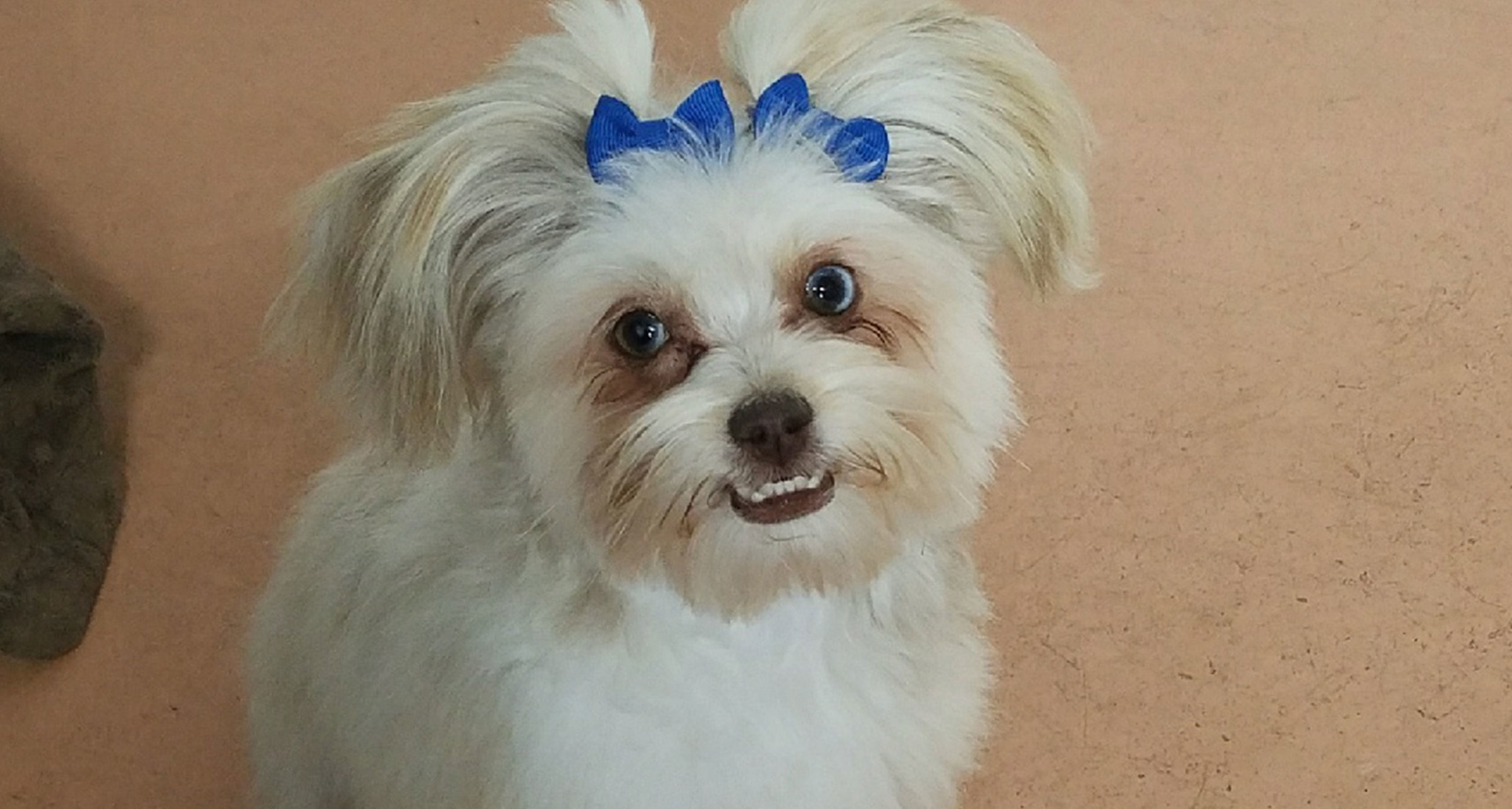Tiniy-Happy-Pup.jpg