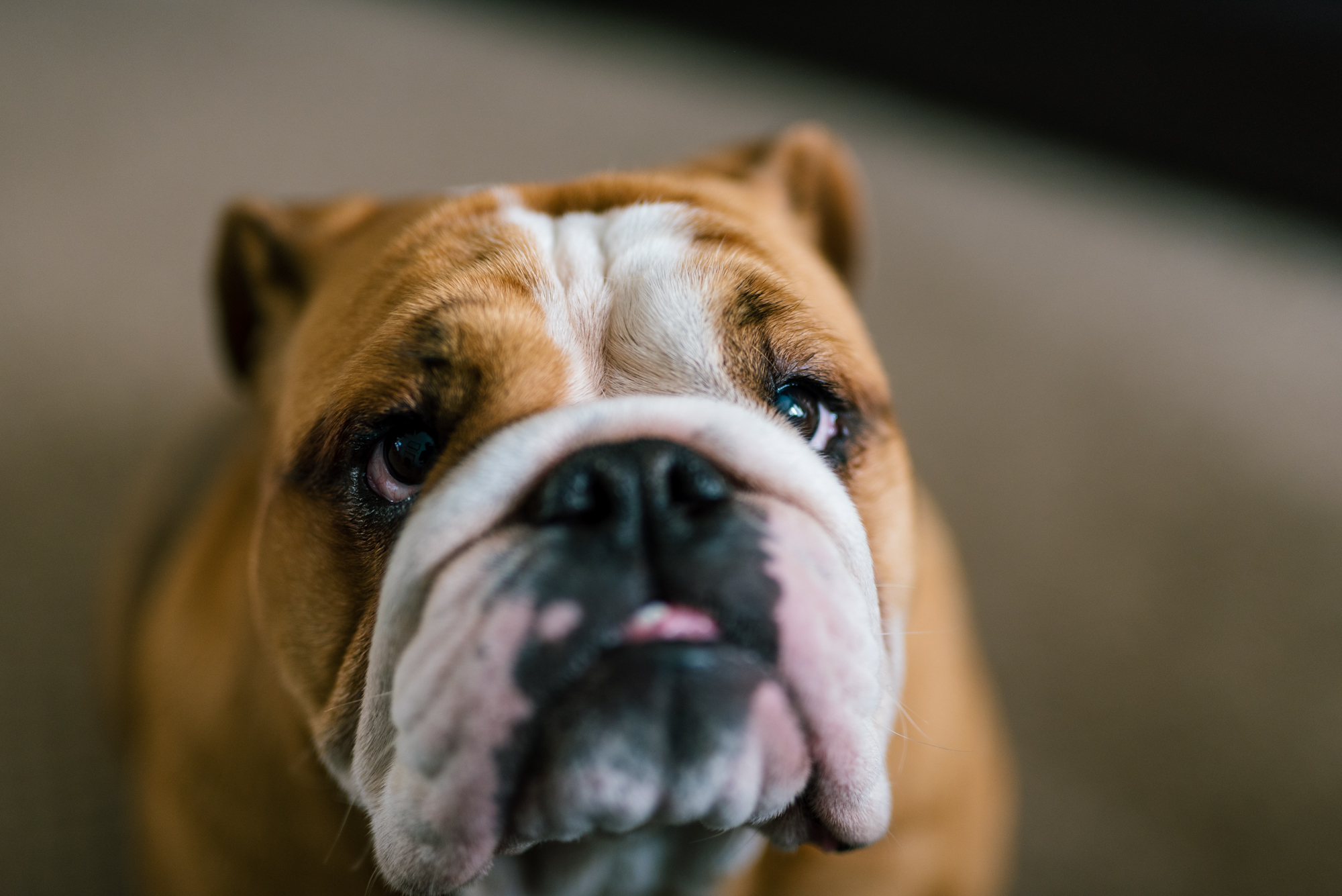 dog at a wedding