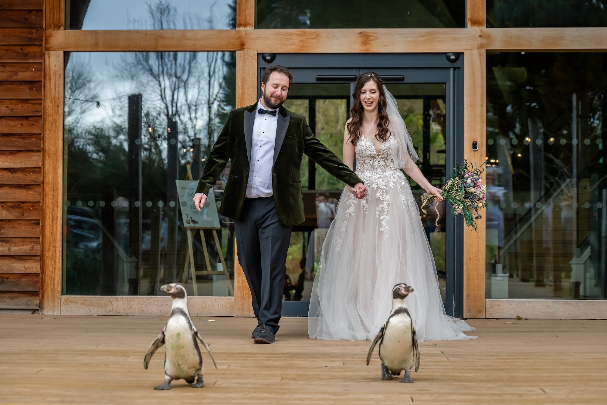 Bride and groom go for a walk with penguins on the footbridge at The Mill Barns Wedding Venue