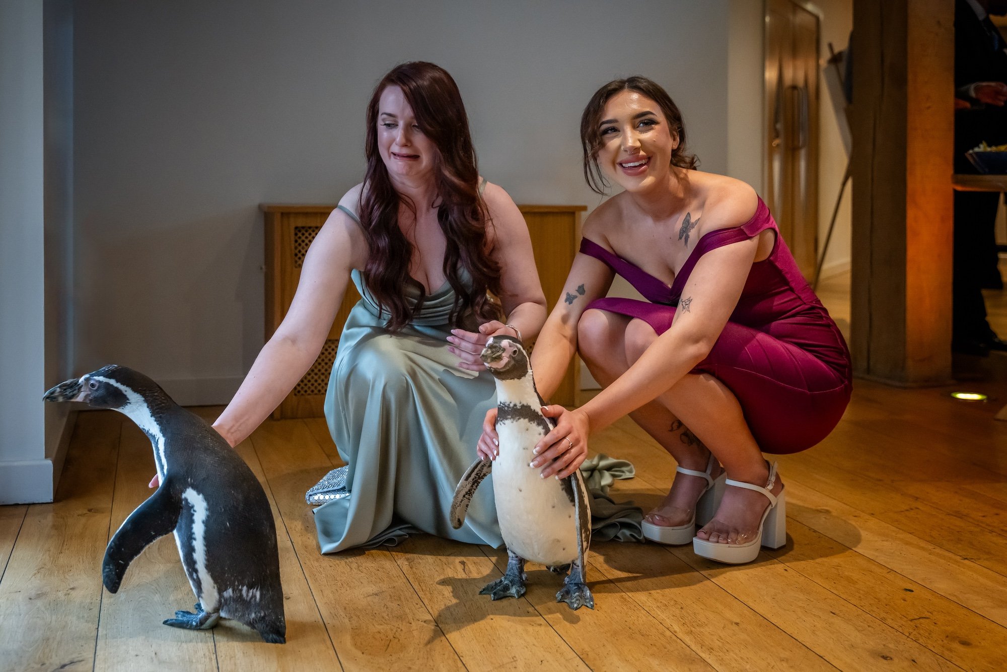 Penguin pictures at Mill Barns