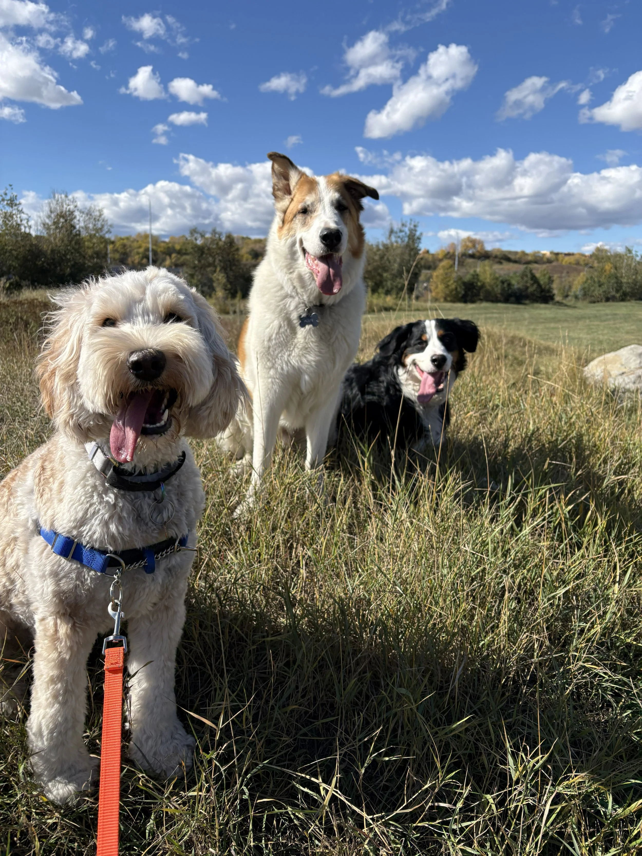 Small Group Walks (3-5 dogs max)