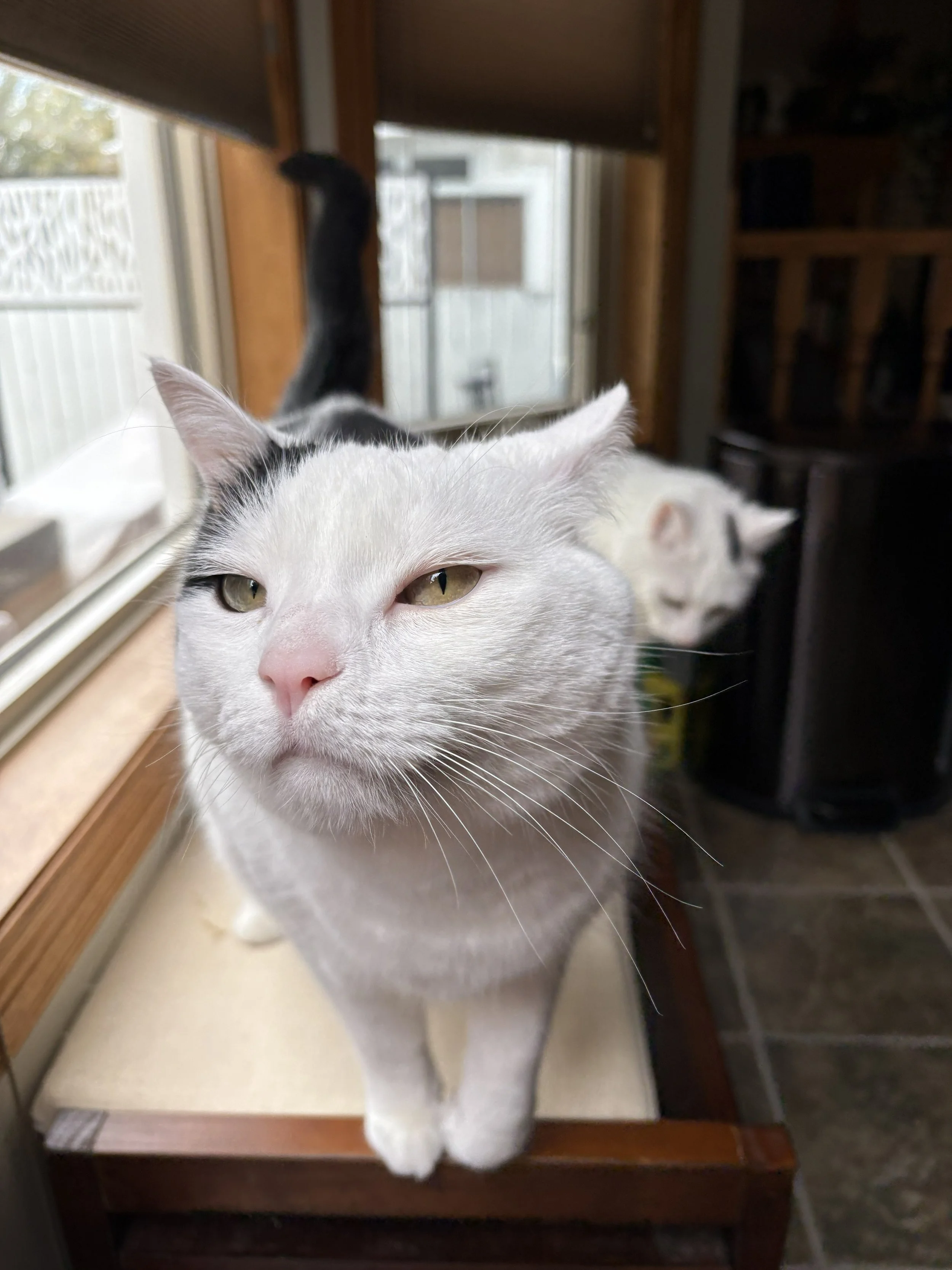 Cat Sitting