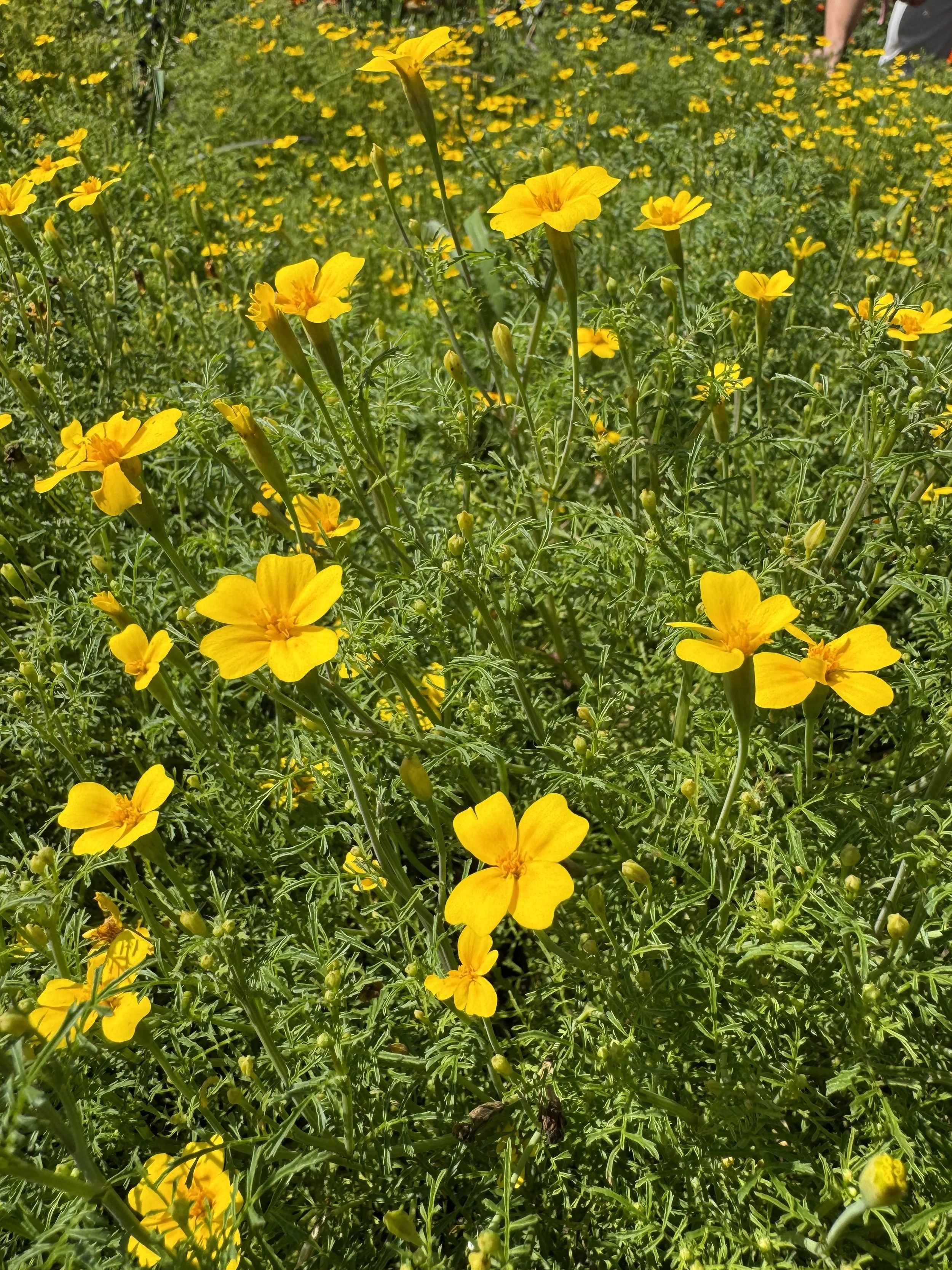 IMG_9939.jpeg