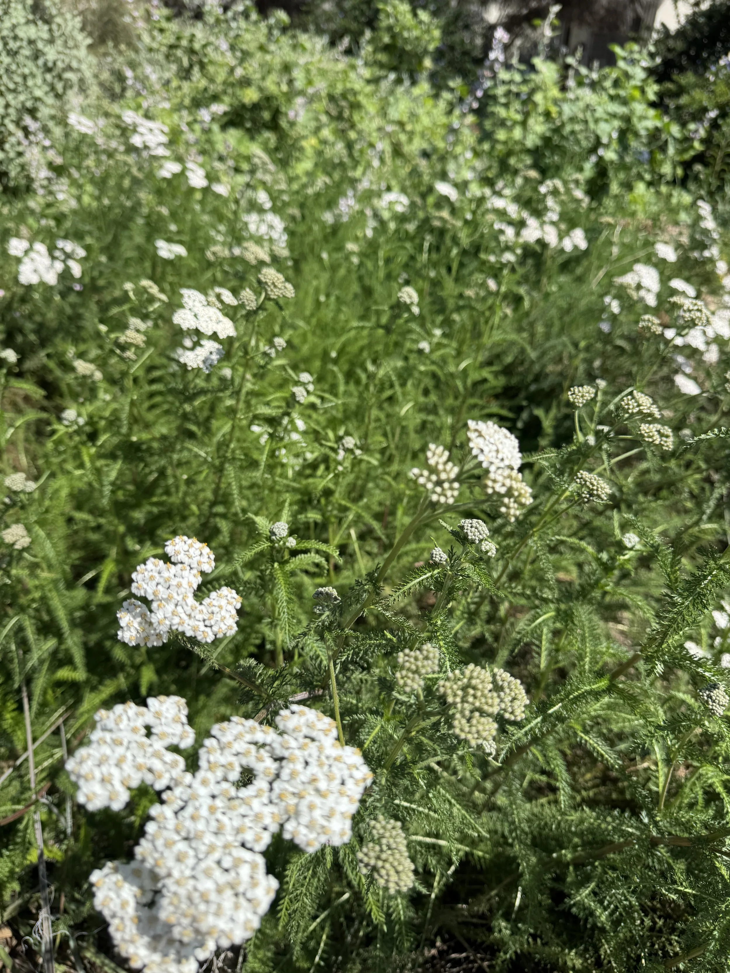 IMG_7125.jpeg