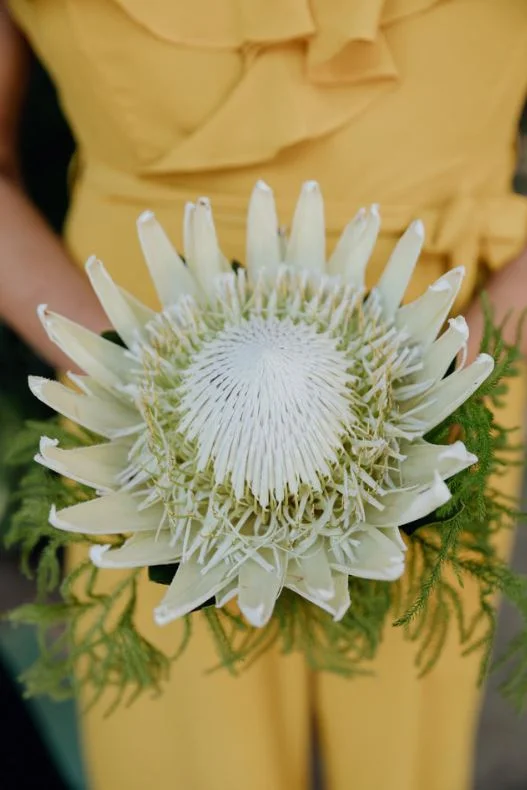  single king protea bridesmaid bouquet, july 2018 || marble rye photography 