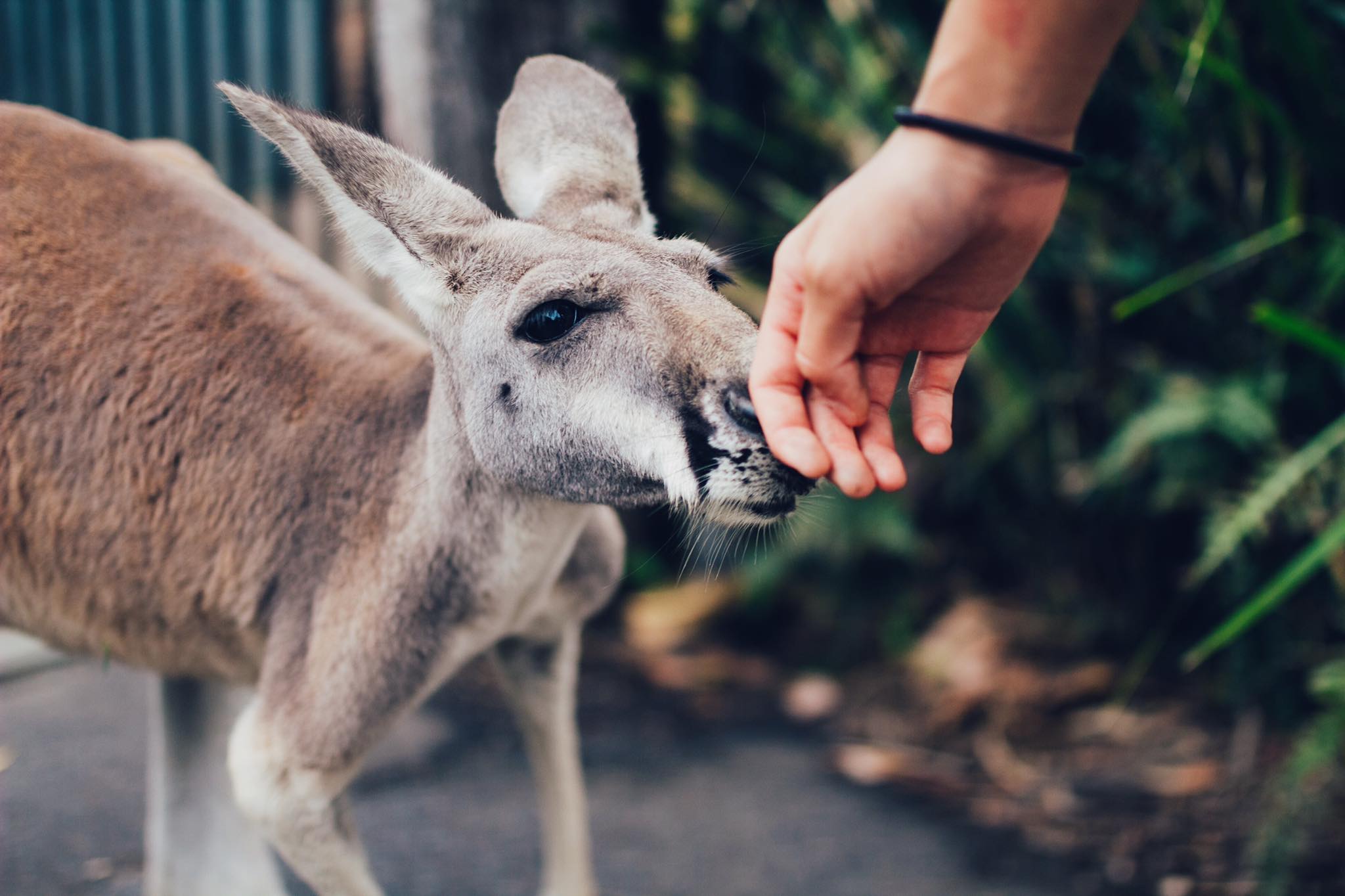 Kangaroo.jpg