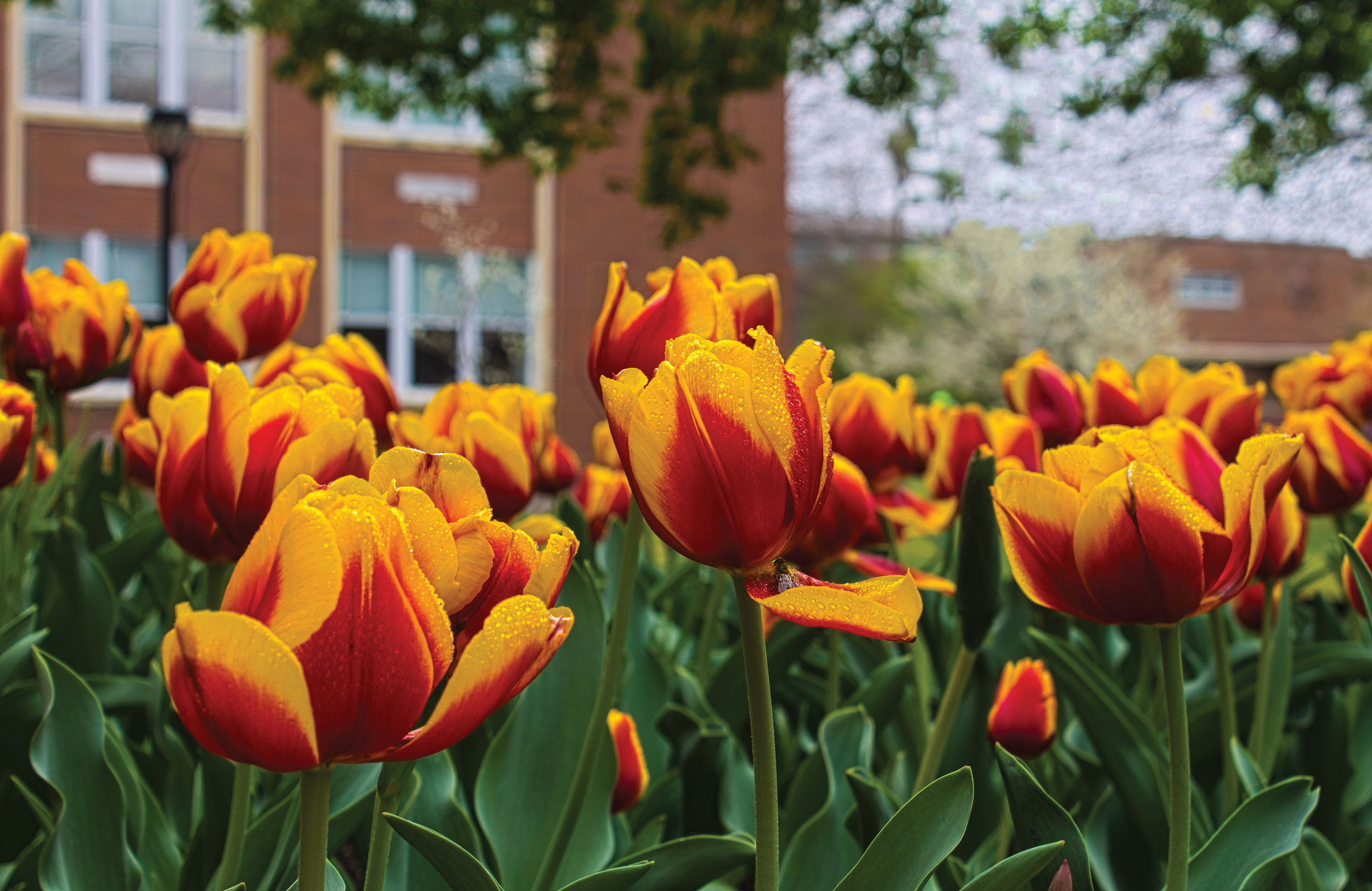 CampusSpring.jpg