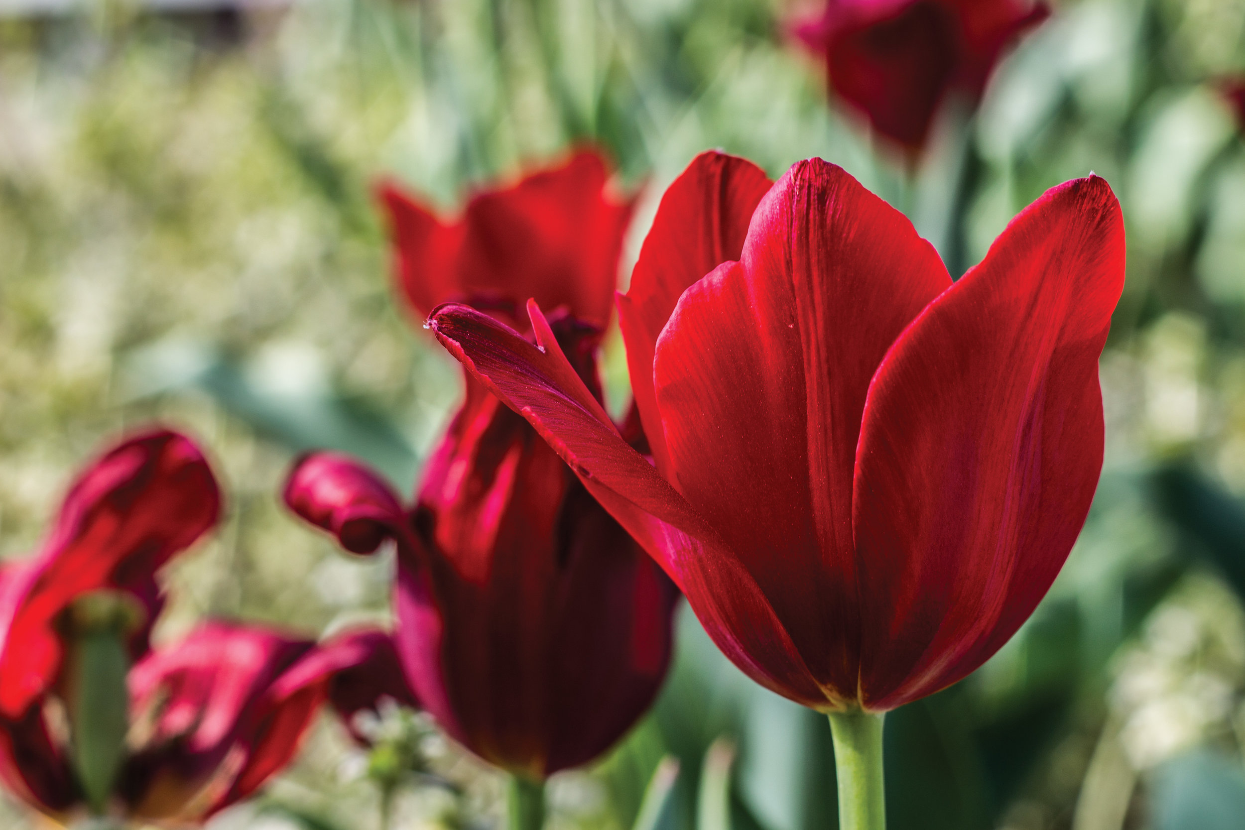 Tulip.jpg
