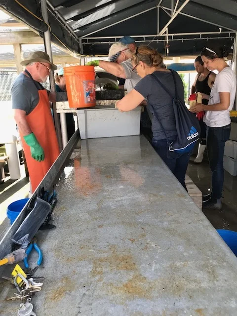 Mt Sinal sorting June 2 2018.jpg