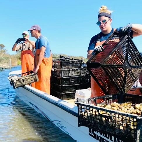 FoBB joined the Cornell team yesterday, planting their Spat~On~Shell (SOS) along the Bellport Bay shoreline. This planting adds shell seeded with hundreds of thousands of oysters, revitalizing our Bay bottom, building habitat for wildlife, and protec