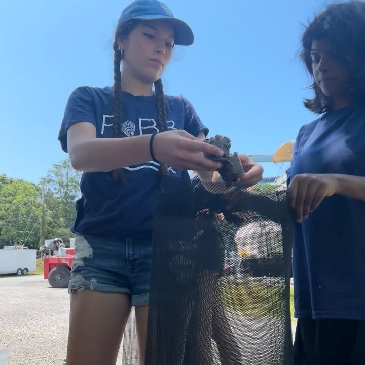 Measuring 250,000 juvenile Aeros oysters into 250 bags of 1,000 oysters into each bag takes focus and time !
Community supporters, FoBB interns, and volunteers all rallied together for most of a day, counting, measuring and securing the mesh bags.&nb