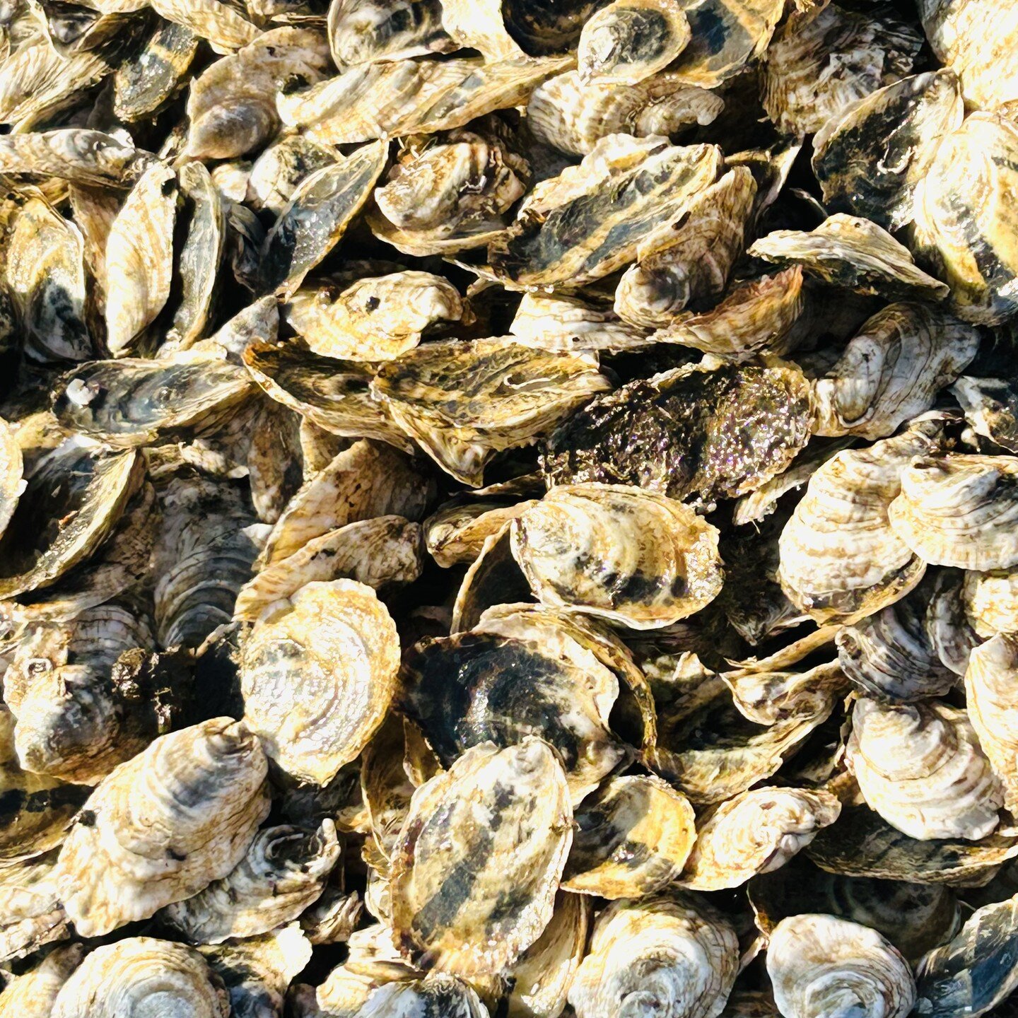 7am last week, the FoBB water operations team went out on the Bay for the last planting of the season. We transported 60,000 Aeros Cultured oysters from the nursery garden cages to the Bay bottom in the Town&rsquo;s sanctuary.
These oysters started o