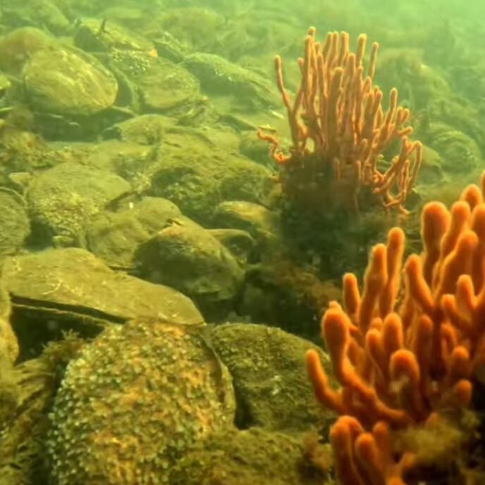 �FoBB has been working to rebuild the Bay&rsquo;s natural habitat&nbsp;since 2015. These are&nbsp;images captured by Aquaculture Specialist Gregg Rivara of Cornell Cooperative Extension of Suffolk County, during October&rsquo;s scuba dive with FoBB C
