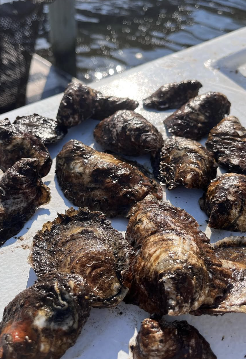 Screenshot 2026-01-10 at 4.32.38 PM.png