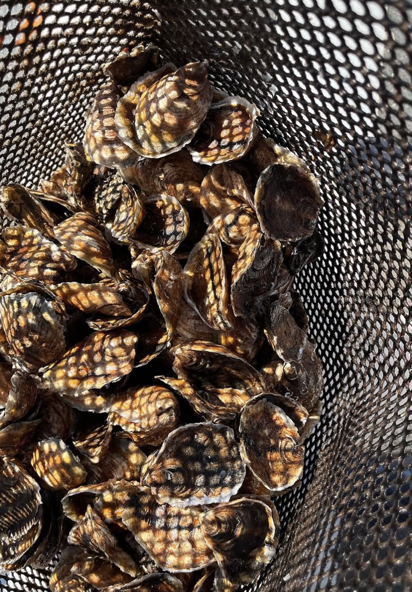 Screenshot 2026-01-10 at 4.32.42 PM.png