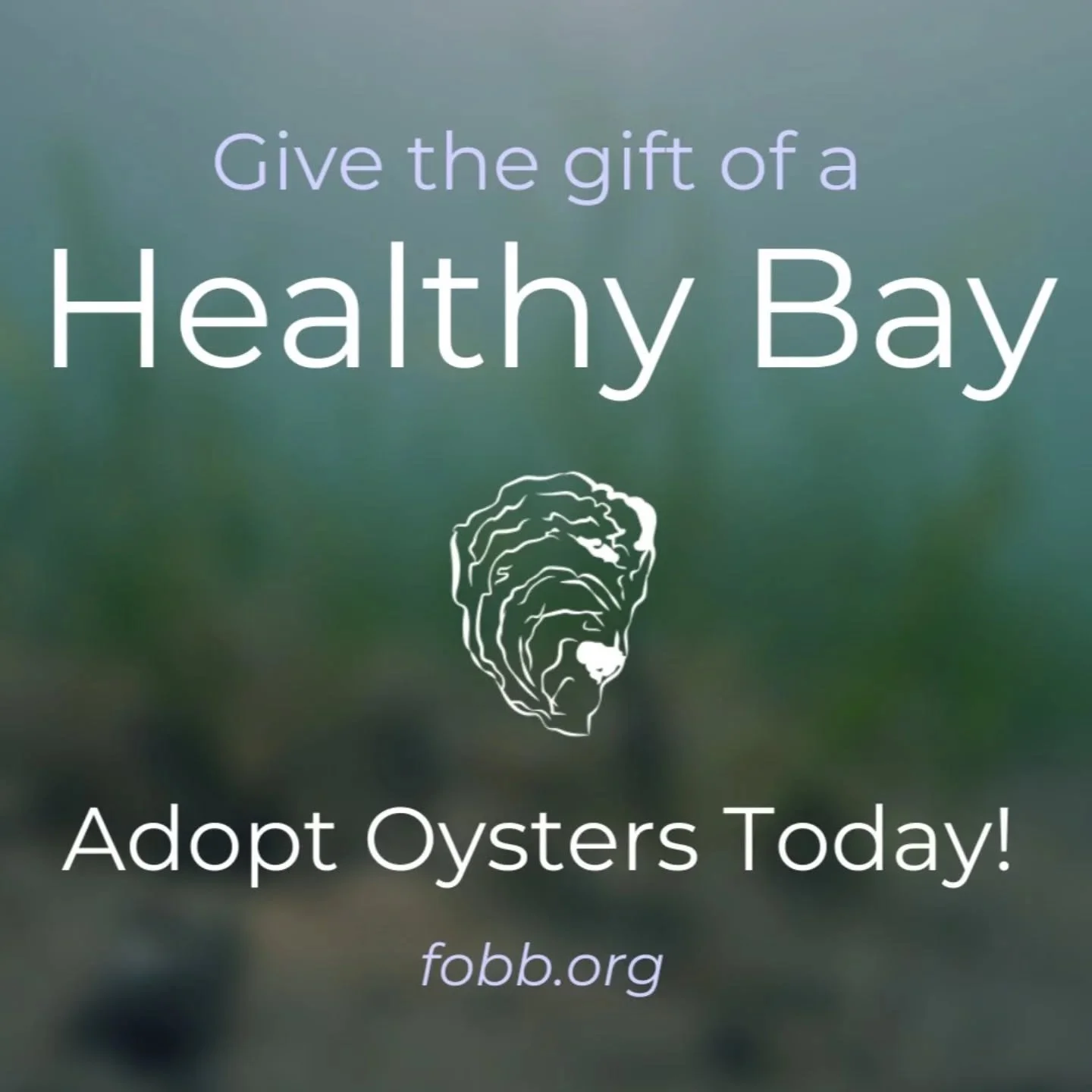 🦪Oyster adoption season is finally here!🦪 

Did you know that a single oyster can filter up to 50 gallons of water a day, adding up to 360,000 gallons filtered during its lifetime? 

Help restore the health of Bellport Bay by adopting 25, 50, 100, 