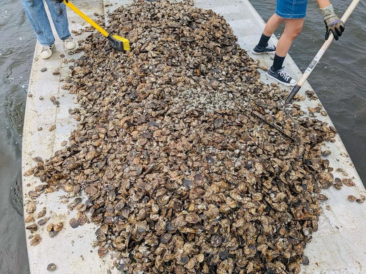 🌊🦪 Another 75,000 oysters on the way to the sanctuary, thanks to the generous donation from the Town of Brookhaven &amp; the FoBB water operations crew of interns; Emily + Sophia, FoBB Educator Maria &amp; FoBB Water Operations Director Thomas Schu