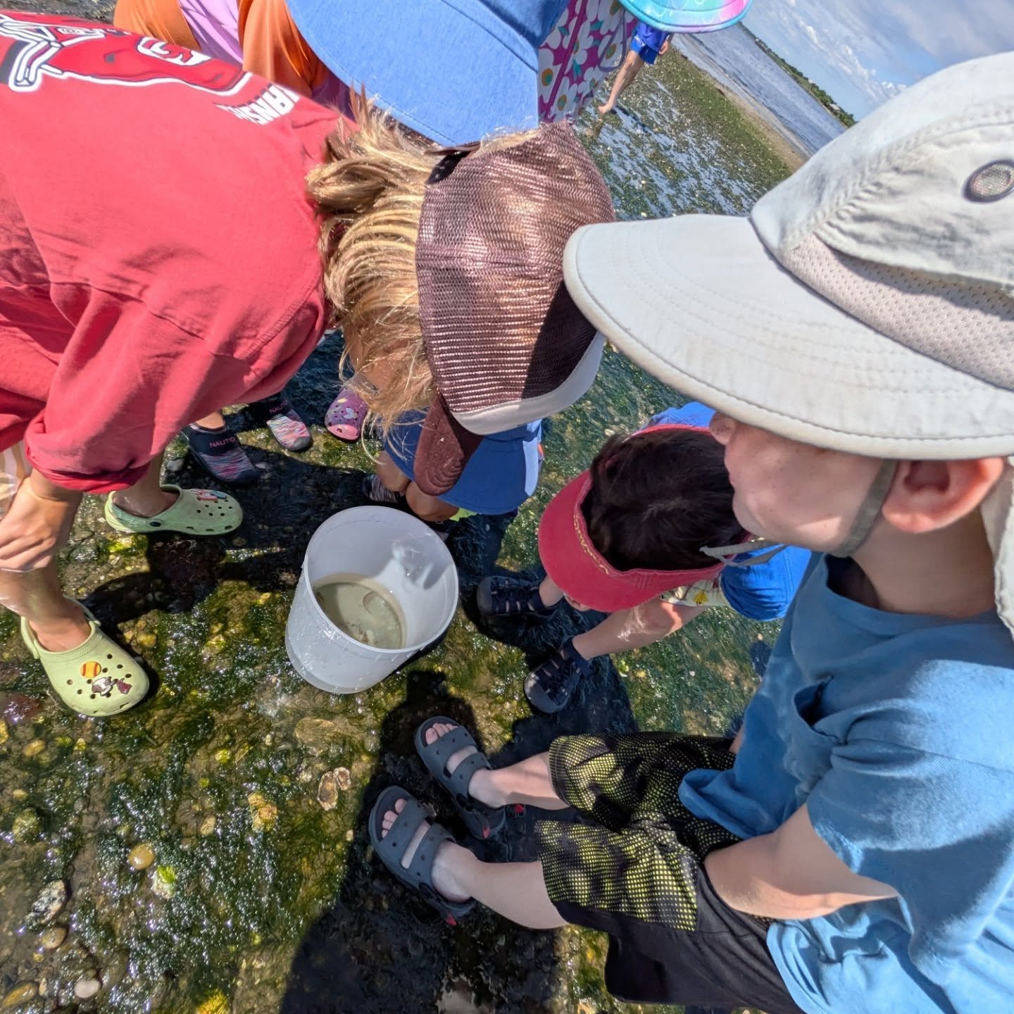 This past Saturday, FoBB Education Director Maria, alongside team members Amelia, Sophia and Emily, led a morning seine netting workshop at Mother's Beach. After learning the ins and outs of seine netting, members of the Bellport-Brookhaven Historica