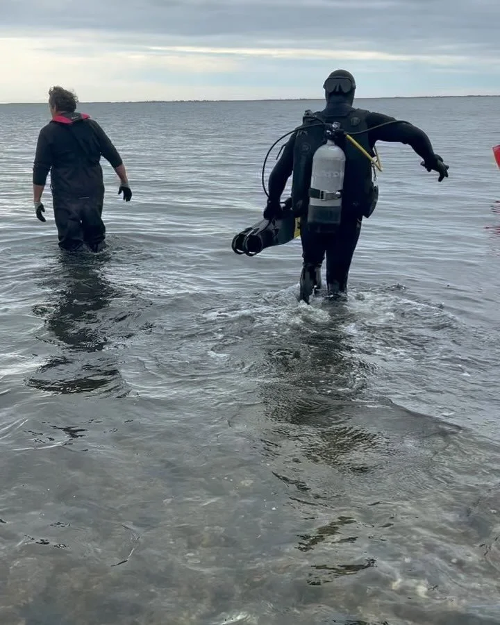 Divers from Cornell Cooperative Extension of Suffolk County (CCESC) &amp; Seatuck Environmental Association joined FoBB to secure the perimeter of the FoBB oyster reef in Bellport Bay, with 1220 lbs of cured, recycled shell from Seatuck. 🦪

The shel