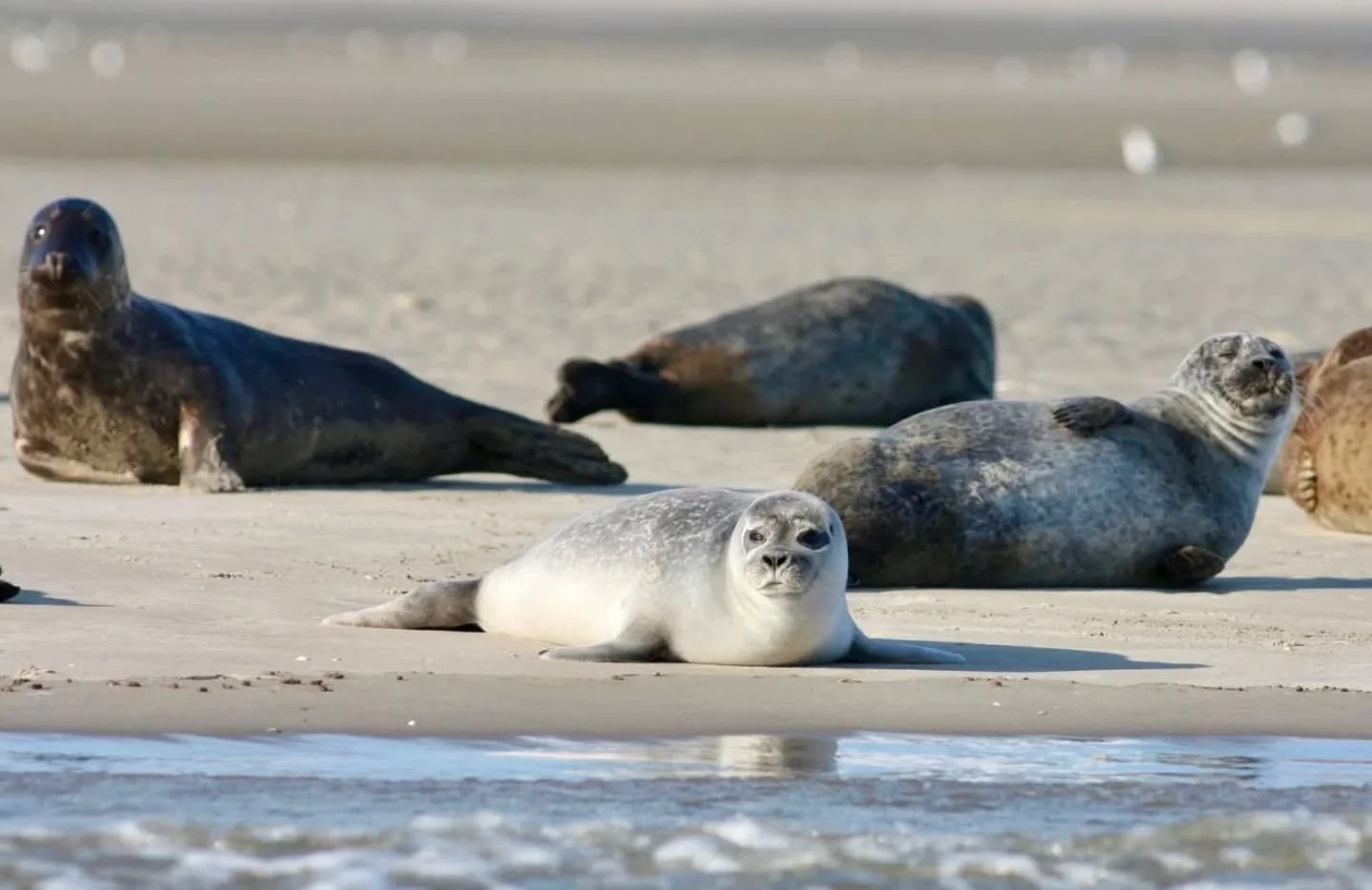 🌊 🦭 Happy International Seal Day! Did you know that the Great South Bay is host to 5 different seal species throughout the winter and early spring? Species such as harbor and gray seals congregate in Long Island bays to feed and rest before migrati