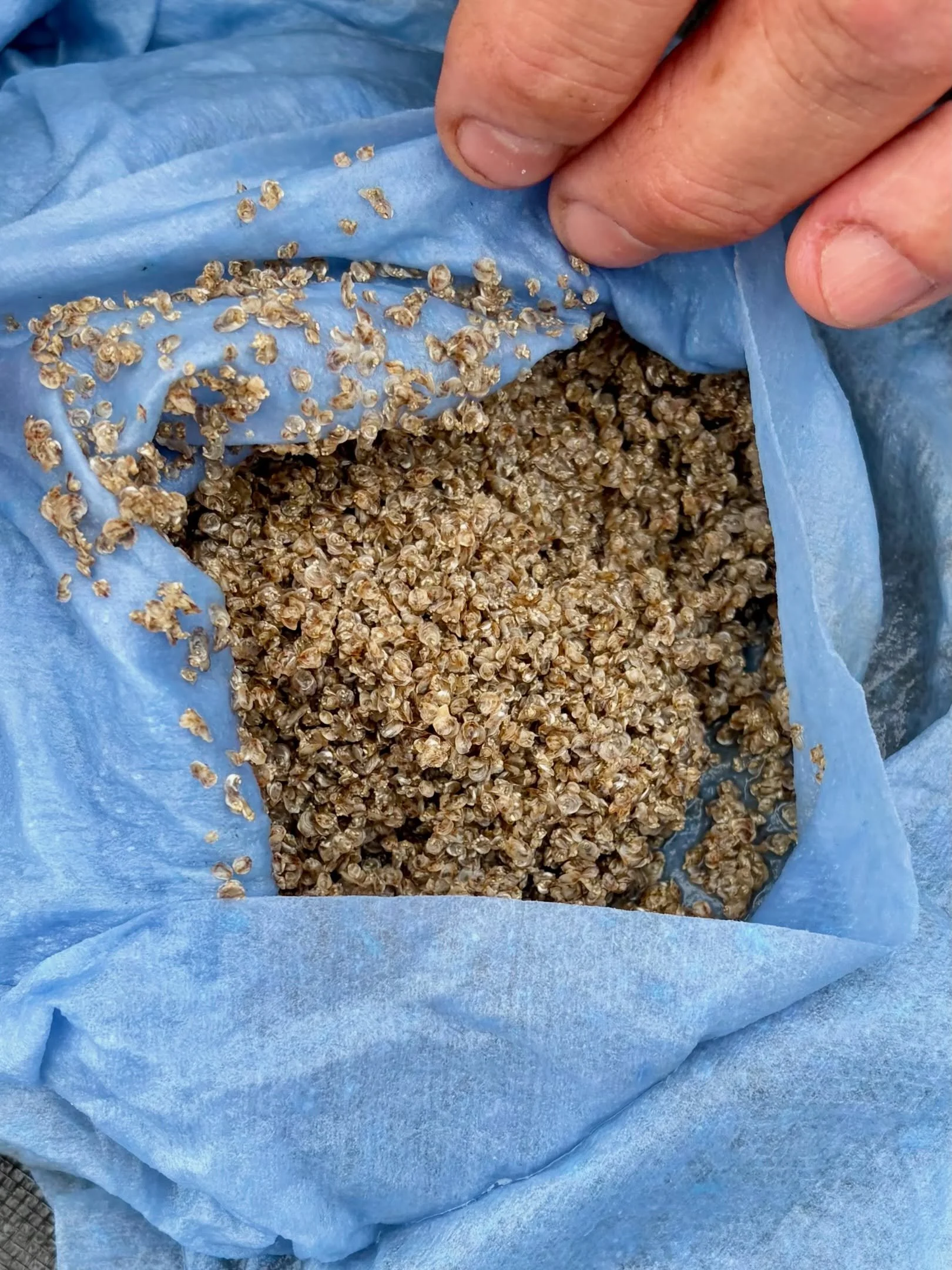 April 29th -
About 101,400 baby oyster seeds began their journey in the protected FoBB FLUPSY. Mid-summer they&rsquo;ll grow-out to 48mm in bottom cages under residents&rsquo; docks, then planted in the Town Sanctuary in the Fall to join our 6 millio