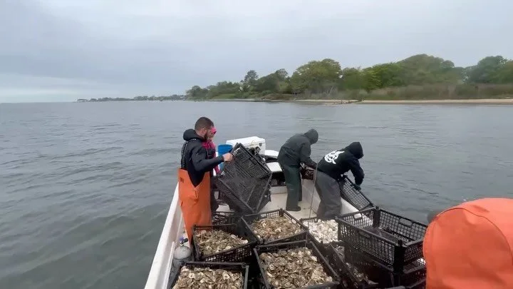 @ccemarineprogram &amp; FoBB members teamed up once again to plant approximately 118 ft&sup3; of SOS oysters! 🦪

This equates to about 900,000 baby oysters that were added to our 6 million oysters already filtering on the Bay floor. 🌊

#ccesc #oyst