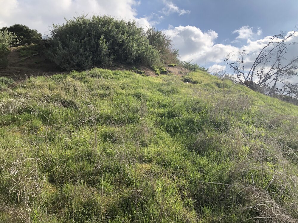 Before, hillside covered in non-native grasses