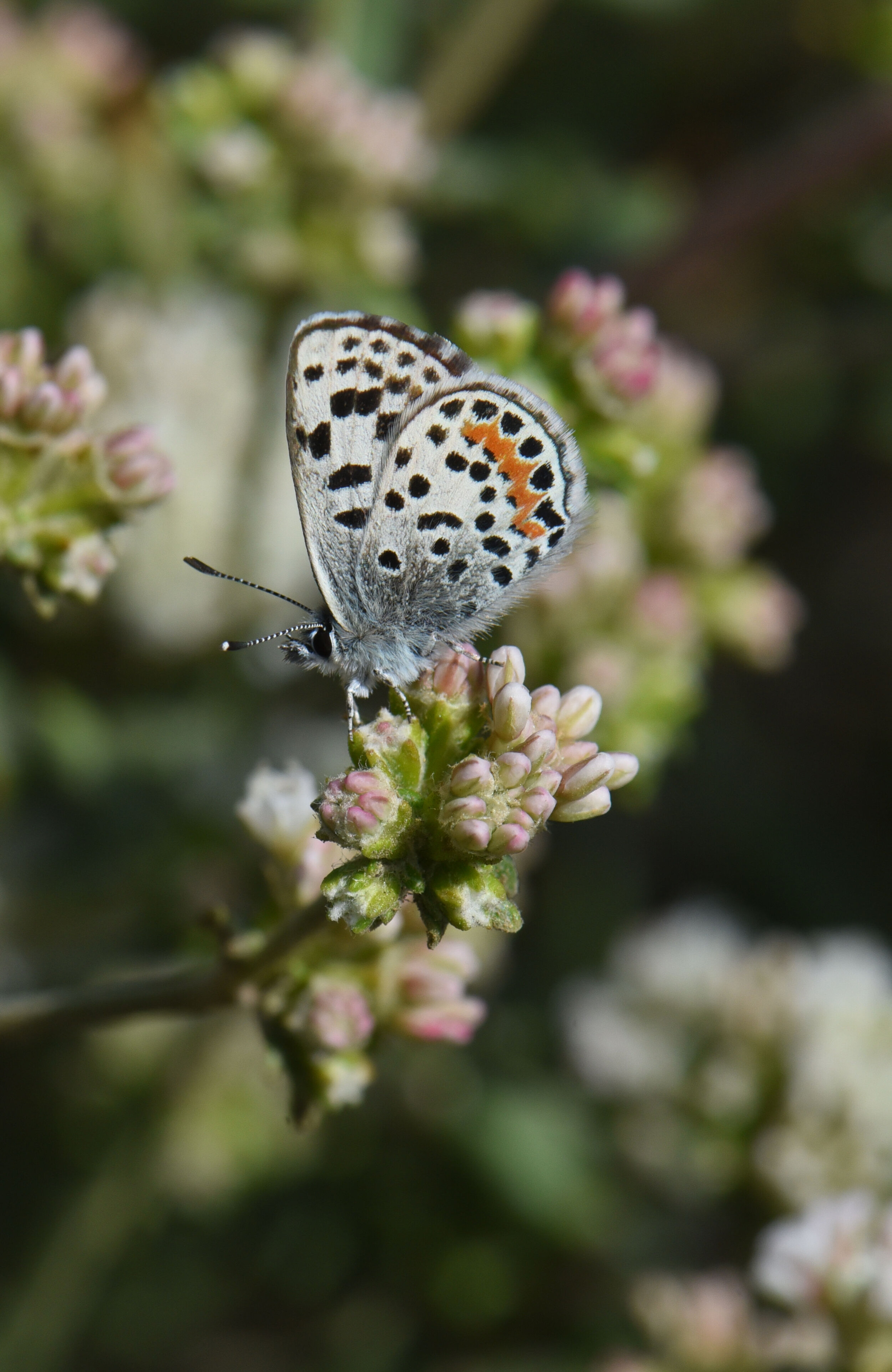 El Segundo blue butterfly male Vicente Bluffs 160707.jpg